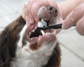 <!--:es-->Higiene Dental de Mascotas<!--:-->