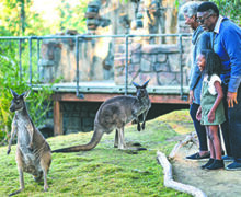 “San Diego Zoo Safari Park”  Recibirá Gratis a Personas Mayores de 65 años todo el mes de febrero