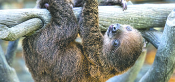 San Diego Zoo da la Bienvenida al Nacimiento de un Perezoso de dos dedos de Linnaeus en “Denny Sanford Wildlife Explorers Basecamp”