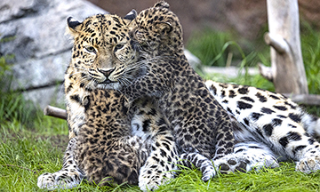 Bebés Nacen en Primavera y la Diversión de Verano en el San Diego Zoo y Safari Park